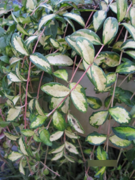 kleines gelbbuntes Immergrün - Vinca minor Illumination